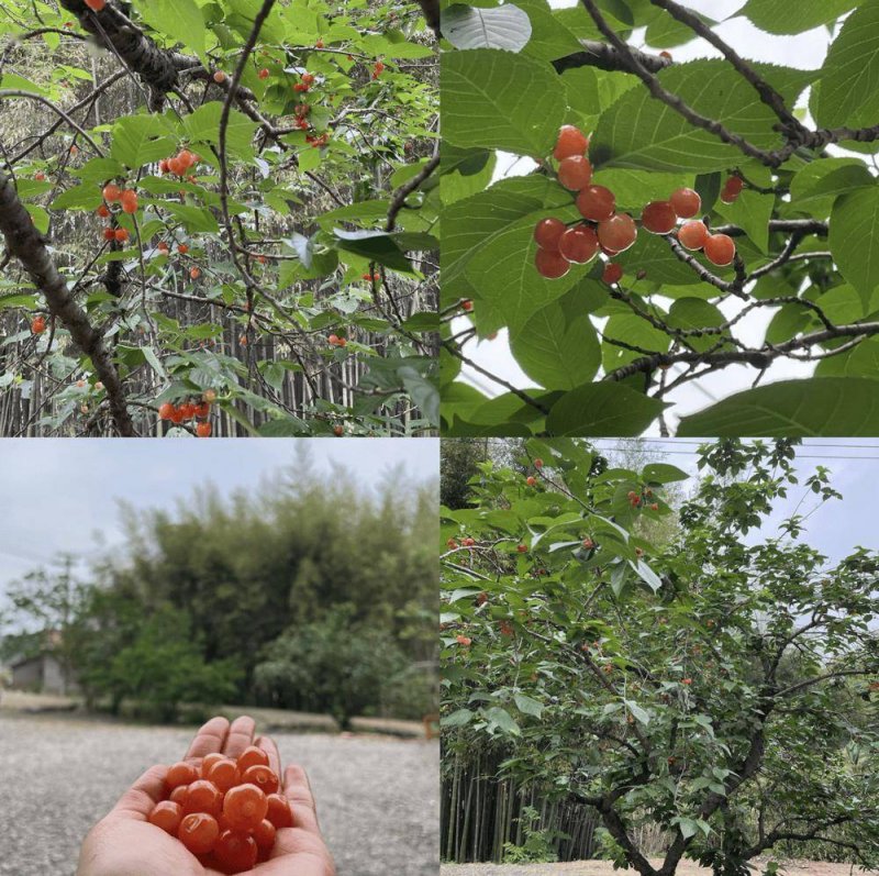 文明起源黄帝始 华夏子孙血脉连